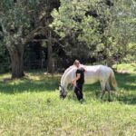 Moment de balade avec un cheval