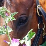 Cheval