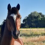 Cheval