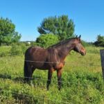 Cheval