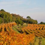 Les Vignes du Domaine La Rémjeanne