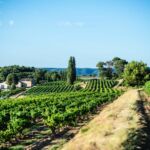 Le Domaine La Réméjeanne entouré des vignes
