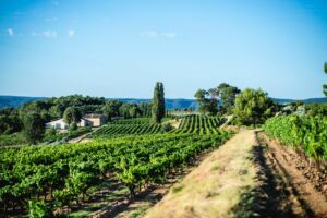 Le Domaine La Réméjeanne entouré des vignes