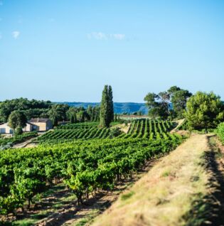 Le Domaine La Réméjeanne entouré des vignes