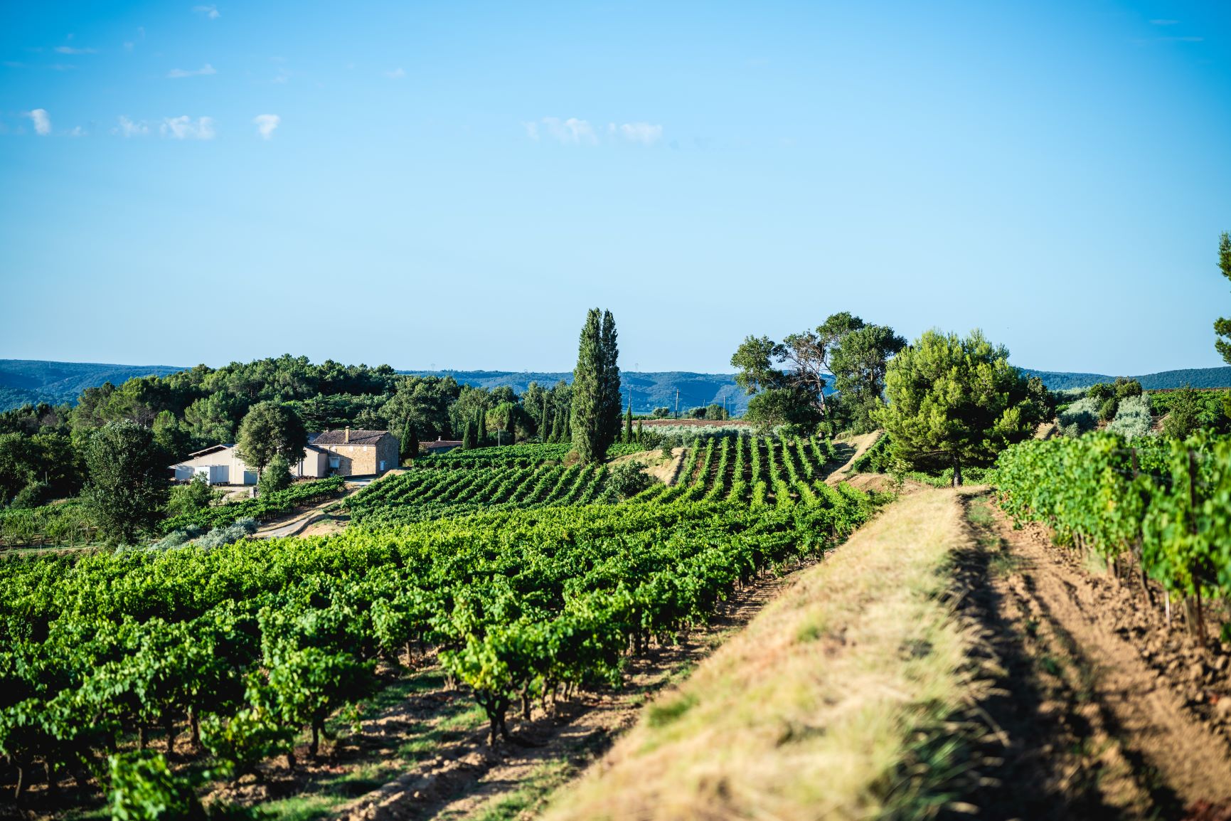 Le Domaine La Réméjeanne entouré des vignes