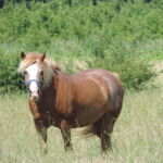 Stage jeux à poney au domaine des sens - les écuries de Patchanka