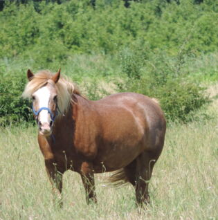 Stage jeux à poney au domaine des sens - les écuries de Patchanka