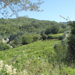 Vignes du Domaine Le Chapelier