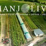 Tous les jours en été, visite et dégustation au domaine Manjolive : safran, cbd, spiruline, grenade