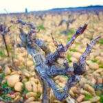 Ceps de vigne - Les Deux Pins-vignoble PALY