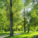 La Plage - Allée centrale du camping