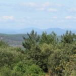 Roulotte en bois - Vue depuis la roulotte