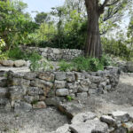 Succulentes - Extérieur