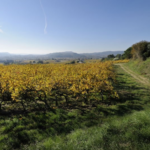 Domaine La Romance - Vue panoramique sur le vignoble