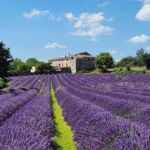 La Rouveyrasse - Champs de lavande avec le mas