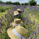Le Crouzet - Champ de lavande du mas avec des chapeaux