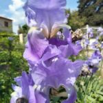 Fête du printemps à Aiguèze