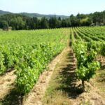Vignoble Côte du Rhône