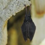Visite de l'été Faune des cavernes