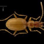 Visite de l'été Faune des cavernes