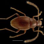 Visite de l'été Faune des cavernes