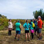 Des visiteurs qui suivent une visite dans les vignes au Château de Manissy