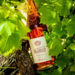 La cuvée rosé de Tavel Trinité du Château de Manissy dans les vignes