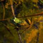 Naturel et être vivant préservé avec la grenouille